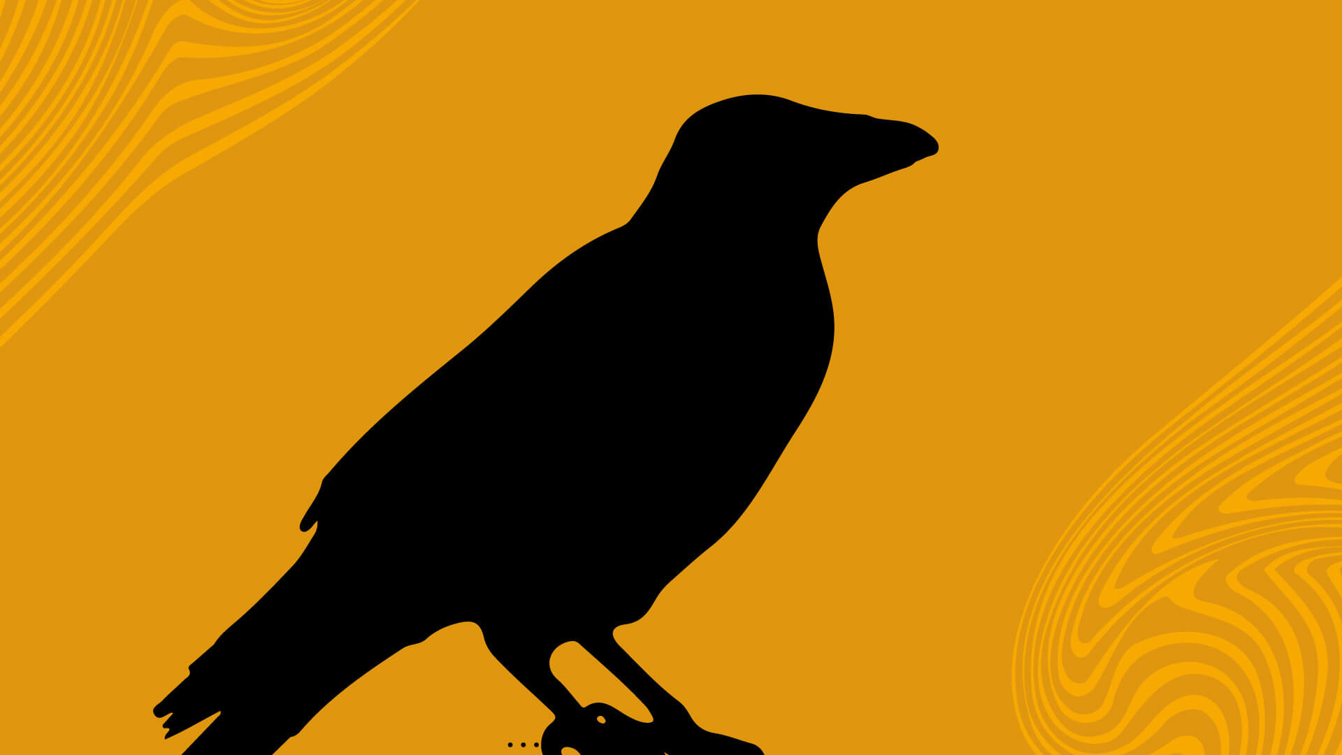 A silhouette of a bird, resembling an American crow or raven, with a clear outline against the background.
